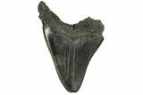 Bargain, Fossil Megalodon Tooth - South Carolina #294421-1